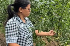 7月李子成熟采摘了，为何李子今年如此昂贵，听听果农怎么说？视频封面