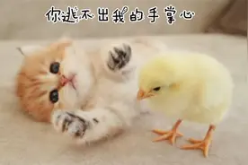 小奶猫和小鸡成为好朋友，每天黏在一起，真是太可爱了视频封面