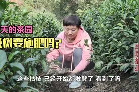 茶树秋冬季需要施肥吗？绿肥是什么肥？老茶农是如何管理茶园的？视频封面