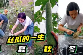 姑娘辞职回乡纪录种菜，180天丝瓜种植全流程，生生不息的野孩子