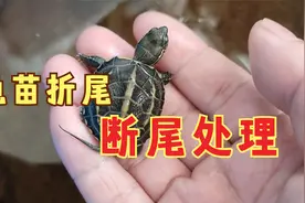 乌龟龟尾巴尖断了怎么办？龟苗折尾不用管，乌龟断尾要做好3件事视频封面
