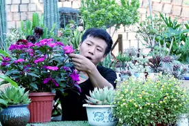 它是超级凤仙花，家里养一盆，一年四季花开不断，一次开花上百朵视频封面