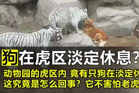 狗妈妈带大的老虎，它会认为自己是狗吗？物种的基因决定了什么？视频封面