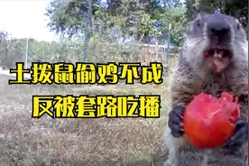 土拨鼠到家中偷吃，男人却摆个摄像头，让土拨鼠做吃播视频封面