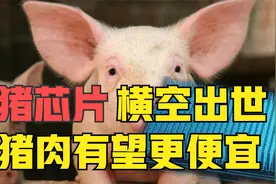猪脸识别横空出世，AI技术高科技养猪，猪肉有望更便宜吗？视频封面