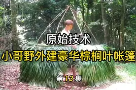 原始技术：澳洲小哥的田园生活 野外建棕榈帐篷 种植番薯和芋头视频封面
