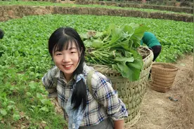 80元1天的农村工作是什么样子的，种1天榨菜记录了真实农村现状视频封面