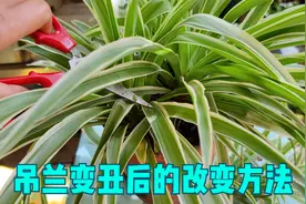 吊兰长得丑，这里剪一剪，焕然一新视频封面
