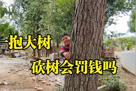 农村建房，砍树会不会罚钱？视频封面
