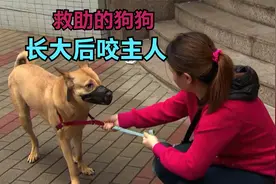 忘恩负义的独眼狗，小时候被救助，长大后攻击主人