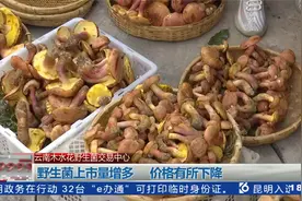 云南木水花野生菌交易中心 野生菌上市量增多 价格有所下降视频封面