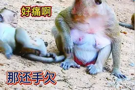 小猴子的手太欠了，被打成这样还不知道怕，还动手动脚视频封面