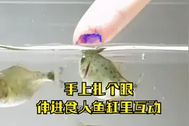 在手上扎个眼儿，然后把手伸进食人鱼缸里，落荒而逃还是疯狂进攻视频封面