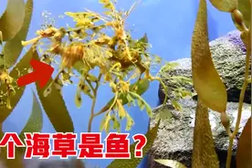 7种你一定没见过的动物，看似是海草，实则是鱼类？视频封面