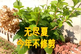 不修剪会怎样？大花绣球“无尽夏”去年开完第二波花我没修剪视频封面