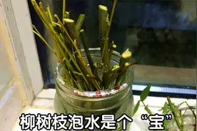 农村常见的柳树枝泡水，好多人不知它是宝？看完视频涨知识了视频封面