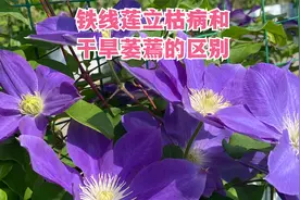 铁线莲萎蔫干枯别着急扔掉，学会区分立枯病和干旱，还能发芽呢视频封面