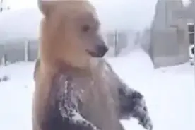 俄罗斯男子偶遇一头棕熊，往熊身上扔雪球，下一秒笑的我肚子痛！视频封面
