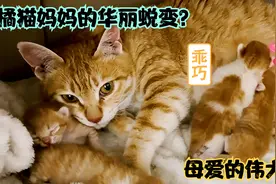 流浪猫妈从最开始过着乞讨的苦日子转变为幸福的猫身赢家的经历！视频封面