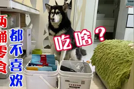 别人拍宠物赚钱，我拍宠物赔钱，这是怎么回事