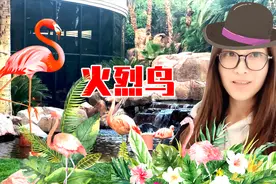 美国拉斯维加斯Flamingo Hotel野生火烈鸟视频封面