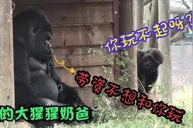 淘气的大猩猩幼崽，父亲不陪它玩耍，就换着花样整蛊它老爹！视频封面