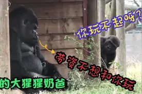 淘气的大猩猩幼崽，父亲不陪它玩耍，就换着花样整蛊它老爹！视频封面