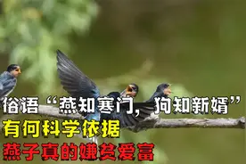 “燕知寒门，狗知新婿”，是什么意思？难道动物真的能未卜先知？视频封面