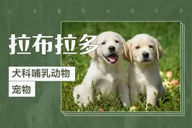 拉布拉多犬的脾气到底有多好视频封面