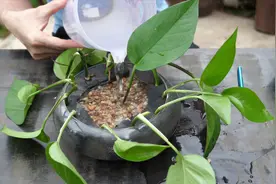水培绿萝扦插，学会这一种，家里多得放不下视频封面