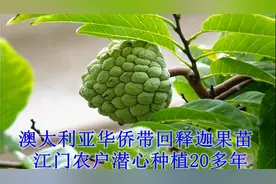 原来释迦果又叫番荔枝，来看看江门农户专心种植20多年的经历吧视频封面