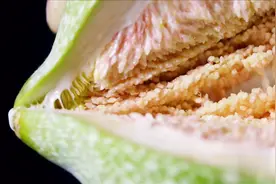 台湾水果“爱玉”。高难度采摘，华丽变身当地传统小吃“爱玉冰”视频封面