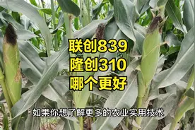 联创839与隆创310，哪个玉米品种更好