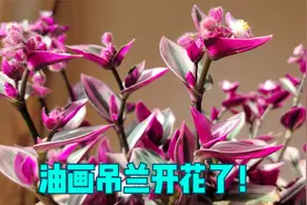 油画吊兰开花了，换盆后疯长，跟3件事有关视频封面