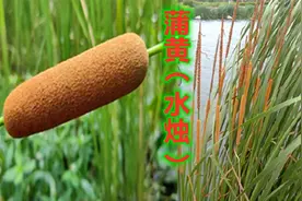 蒲黄（水烛）：又名水蜡烛，用途极广，你认识吗视频封面