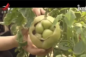 番茄裂果危害大，它有四方面成因，品种选择不当是一个重要的原因视频封面