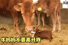 老黄牛与狗的故事，牛妈妈不要抛弃我，跨越物种的亲情，催泪视频封面