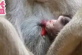 猴妈奶水太好，多到溢了出来视频封面
