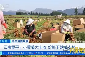 云南罗平：小黄姜大丰收，价格下跌姜农愁|正点财经视频封面