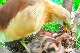 苍鹭妈妈反刍出一条蚯蚓，三只幼崽都想占为己有，争抢中窘态百出视频封面