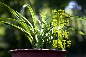 种植兰花之养苗技巧分享，掌握4个步骤，兰苗才能飘逸潇洒又柔顺视频封面