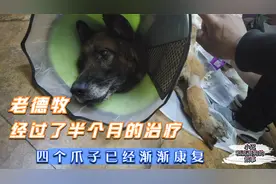 四肢腐烂的老德牧“战神”，经过半个月的治疗，已经可以站起来了视频封面