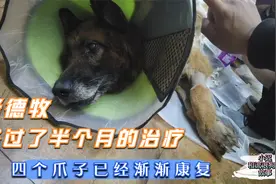 四肢腐烂的老德牧“战神”，经过半个月的治疗，已经可以站起来了视频封面