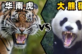 华南虎vs大熊猫，当百兽王遇到食铁兽，谁会笑到最后呢？视频封面