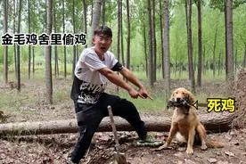 金毛叼回来一只鸡，经过小伙的询问原来是偷的鸡，可把小伙气坏了视频封面