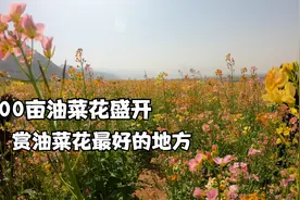 西安环山路东石村七彩油菜花已经全部盛开，五颜六色太赞了视频封面