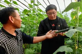 萘乙酸还能干这个？泡泡就能长出苗来，看看还有什么妙用视频封面