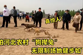 实拍：农村“狗撵兔”，细狗速度快到惊人，现场一睹风采！视频封面