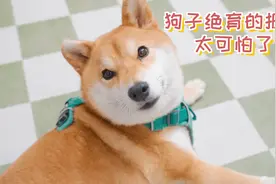狗子绝育的报应太可怕了，胖得像猪一样视频封面