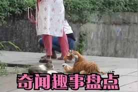 猫咪害怕老虎吗？小伙用假老虎测试，猫咪的反应太逗了视频封面